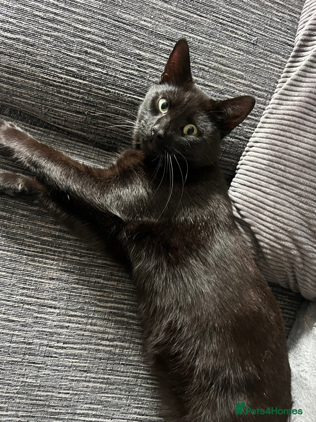 Mixed Breed cats for sale: Black male 15 months old  - Image 2