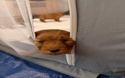 Mixed Breed dogs for sale: Cockapoo/Cavapoo Mix Puppies Available 10 Nov 25 - Image 8