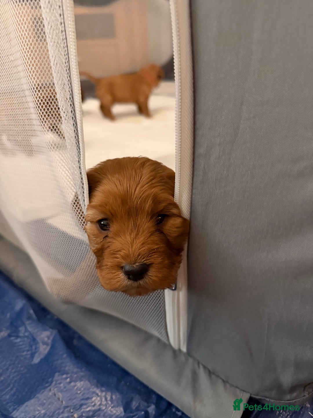 Mixed Breed dogs for sale: Cockapoo/Cavapoo Mix Puppies Available 10 Nov 25 - Image 8