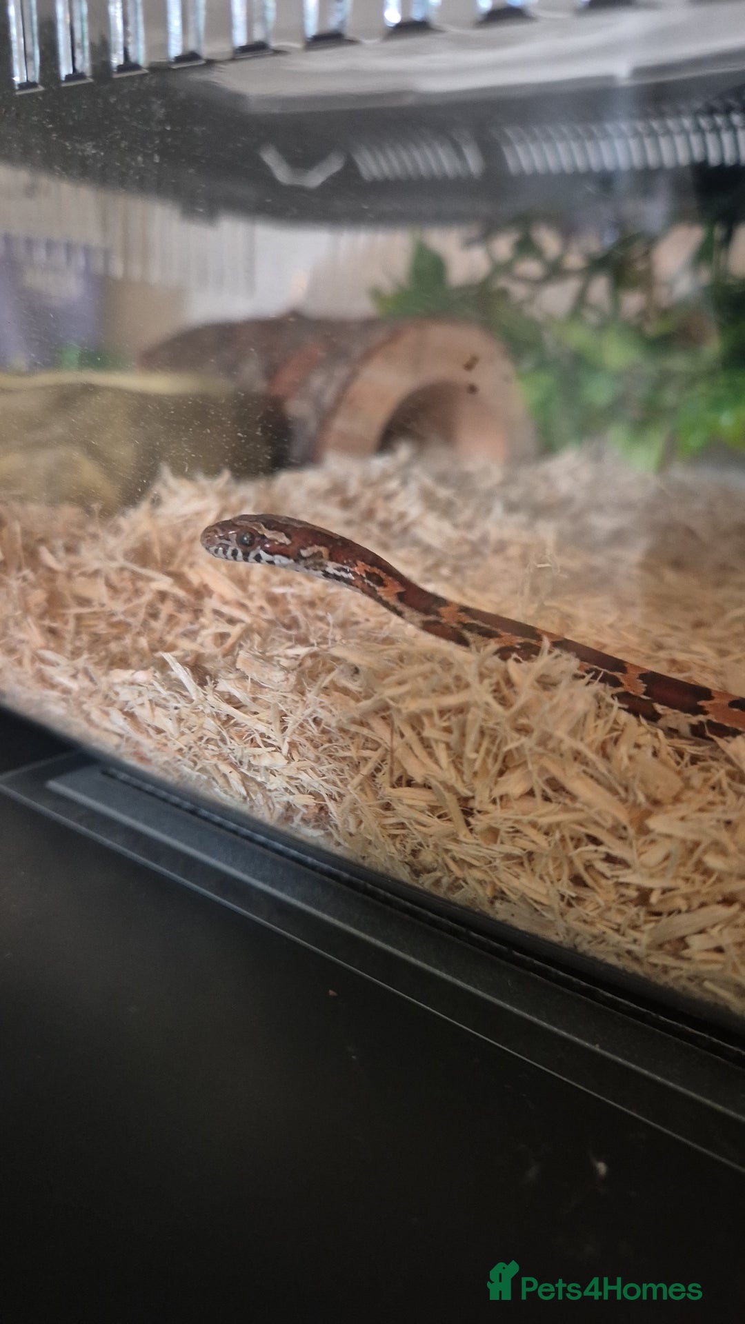 Corn Snake reptiles for sale: Okeetee Corn snake - Advert 7