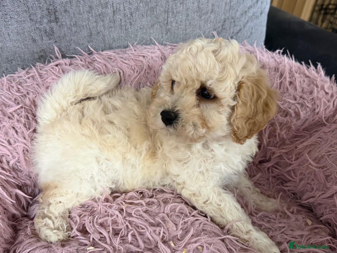 Poochon dogs for sale: Reduced Poochon Puppy   - Advert 1
