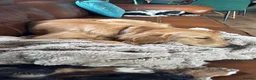 Golden Retriever dogs for sale: Golden Retriever Female - Advert 3