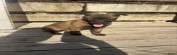 Belgian Shepherd Dog dogs for sale: True to type Belgian Malinois Pups  - Advert 5