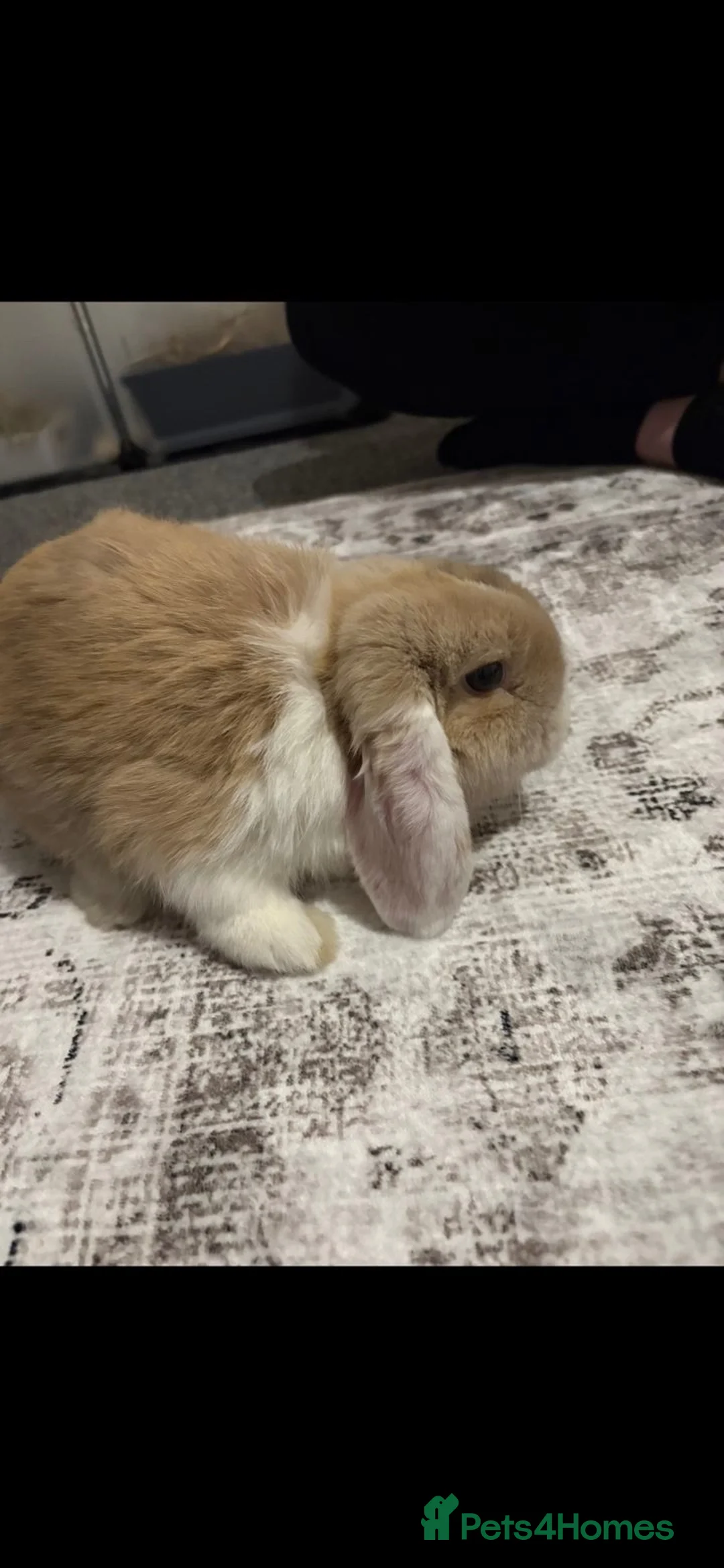 Mini Lop rabbits for sale: Male mini lop - Advert 1