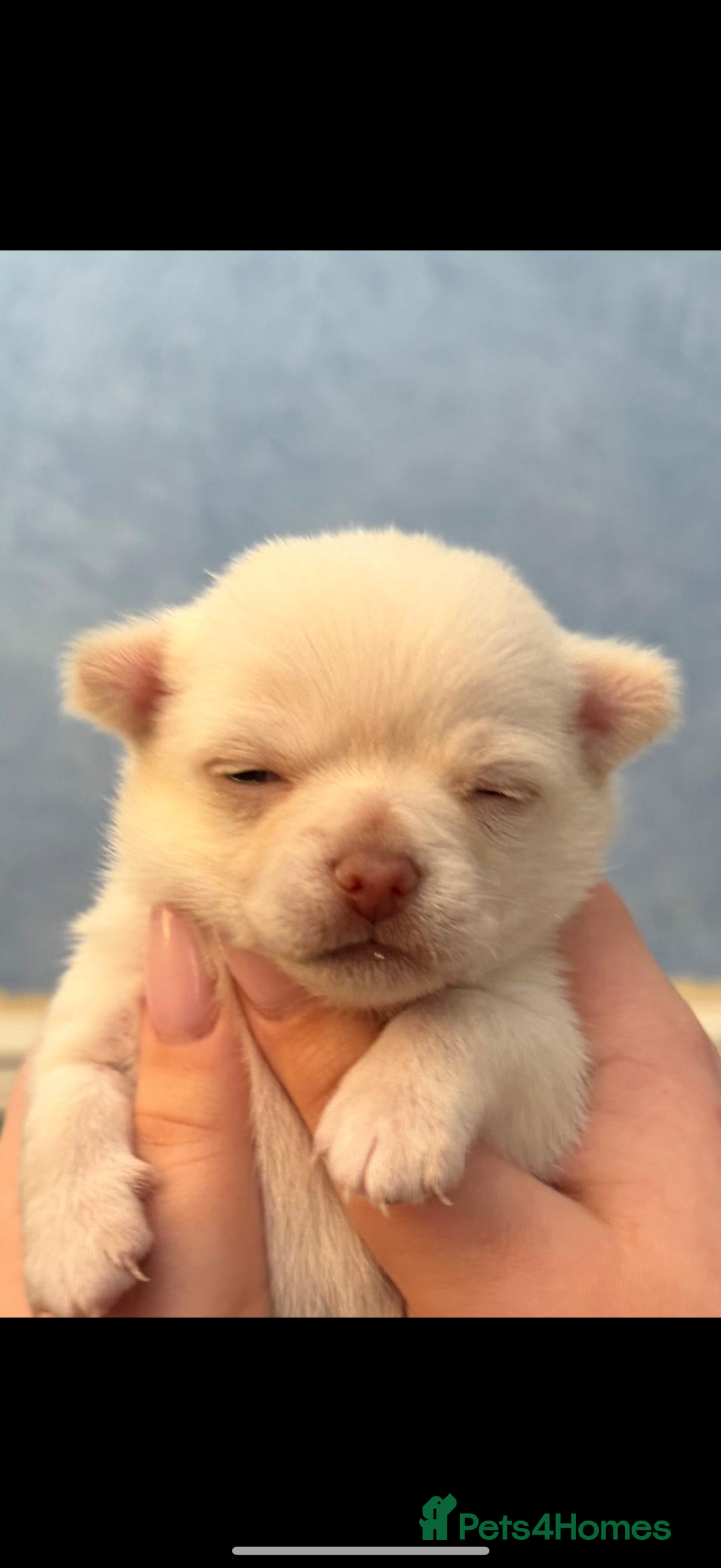 Chihuahua dogs for sale: Beautiful Cream & chocolate tan Chihuahuas! - Advert 8