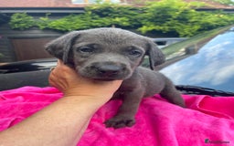 Labrador Retriever dogs for sale: KC Rare Silver, Charcoal & Champagne puppies in Ware - Image 9