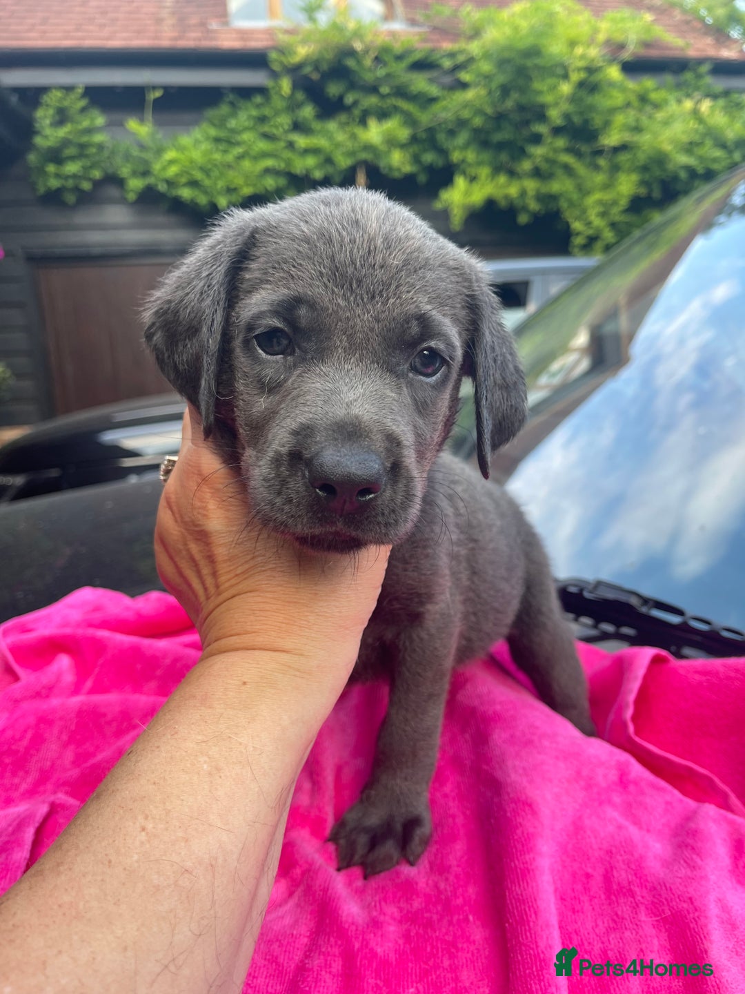 Labrador Retriever dogs for sale: KC Rare Silver, Charcoal & Champagne puppies in Ware - Image 9