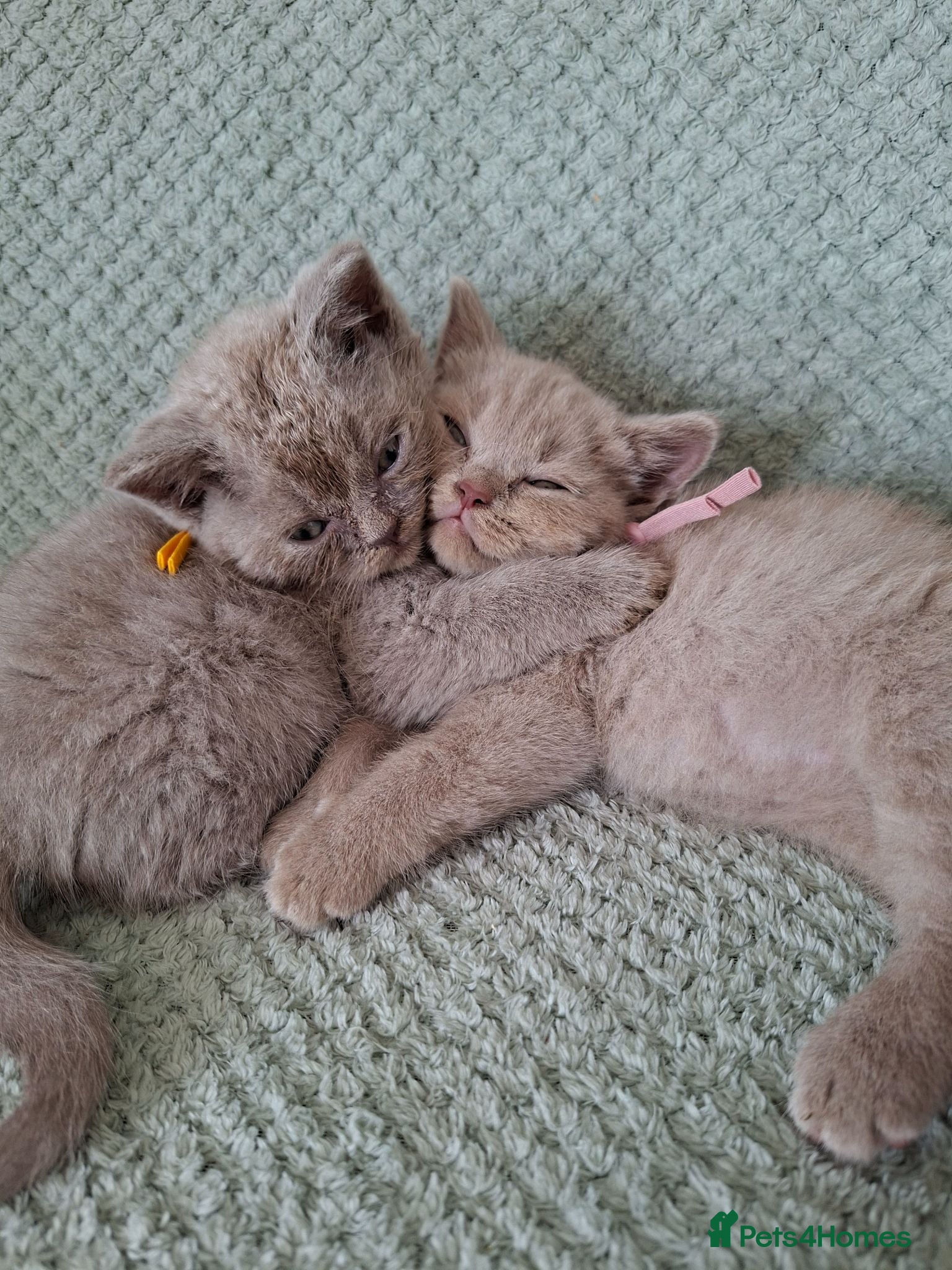 British Shorthair cats 7 beautiful lilac british shorthair kittens  - Advert 18