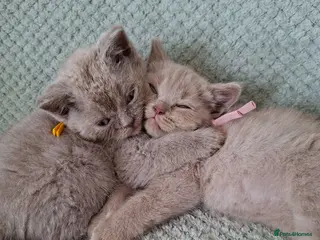 British Shorthair cats beautiful female british shorthairs READY TO LEAVE - Advert 16