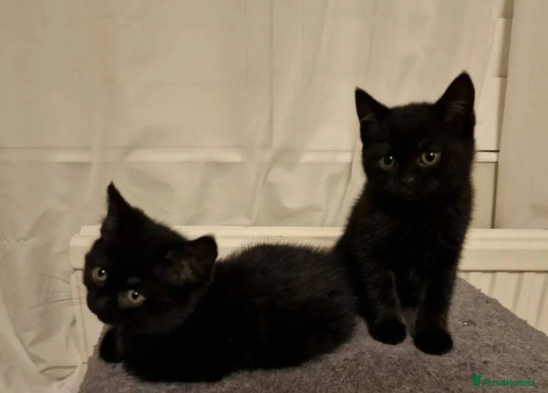 British Shorthair cats for sale: Kittens - Advert 1
