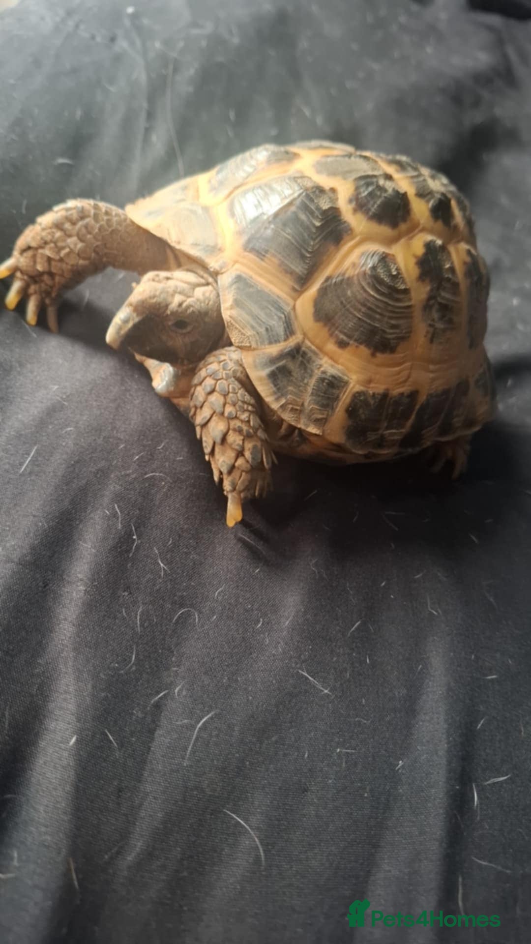Tortoise reptiles for sale: Male tortoise  - Image 3