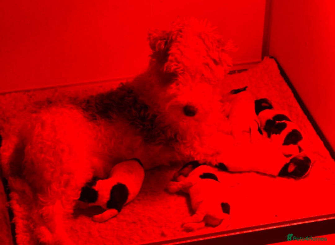 Fox Terrier dogs for sale: KC registered wire hair fox terriers - Advert 2