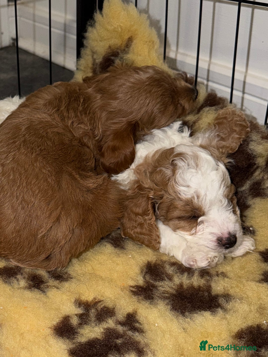 Cavapoo dogs for sale: Stunning Cavapoochon’s for sale (2 left) - Advert 16