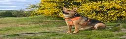 Mixed Breed dogs for adoption: ❤️ MINNIE-2-year-old low-medium girl  - Advert 19