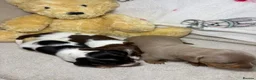 Dachshund dogs for sale: Piebald dachshund puppies for sale  - Advert 5