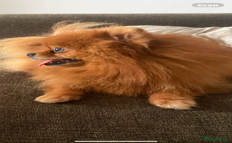Pomeranian dogs - Advert 3