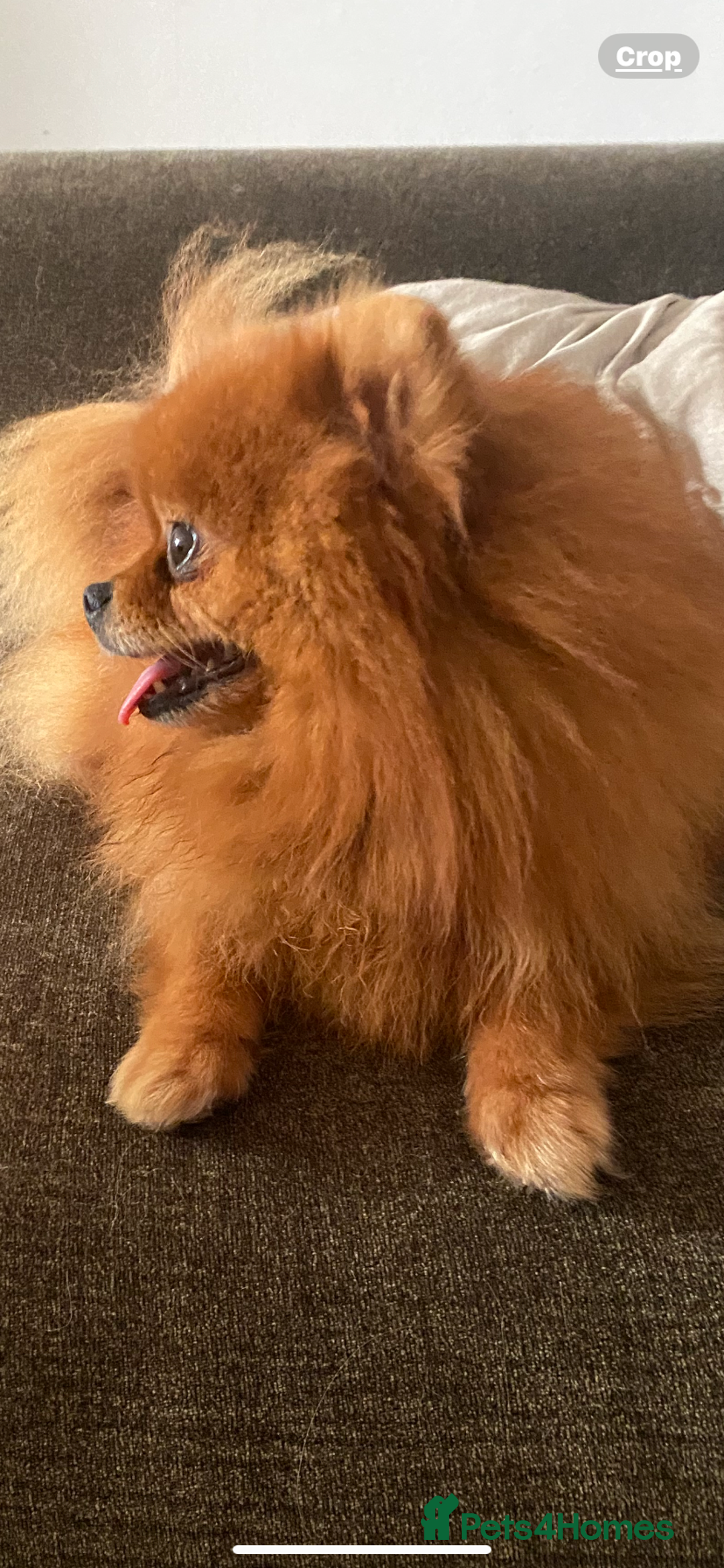 Pomeranian dogs for sale: Beautiful adult female  - Image 1