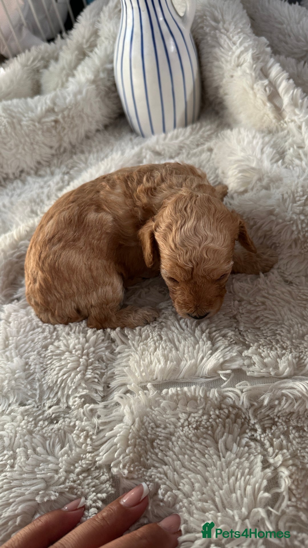 Toy Poodle dogs for sale: Toy poodles (5 girls and 2 boys) - Image 26