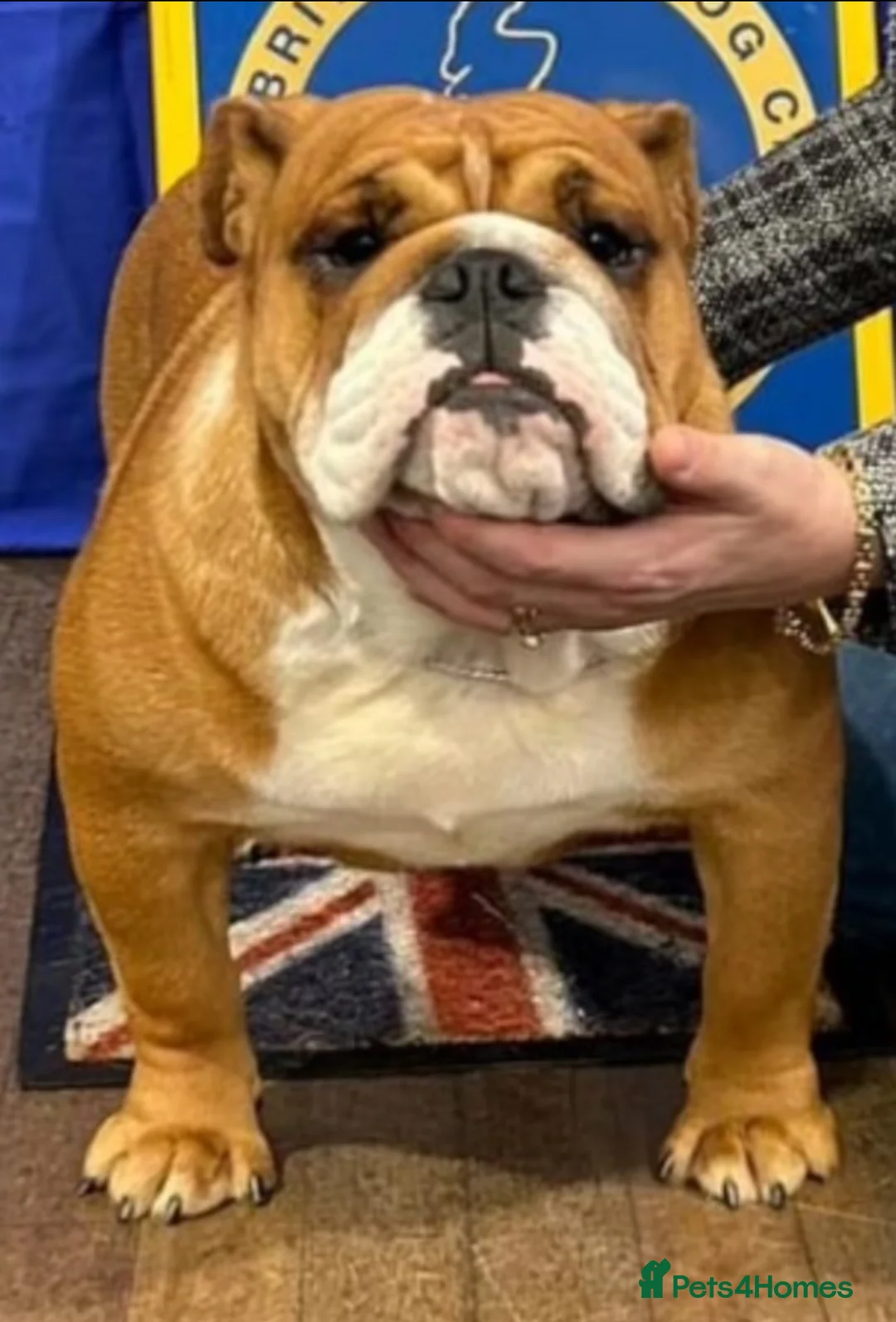 English Bulldog dogs for sale: KC Reg English bulldog male puppy - Advert 2