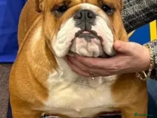 English Bulldog dogs KC Reg English bulldog male puppy - Advert 4