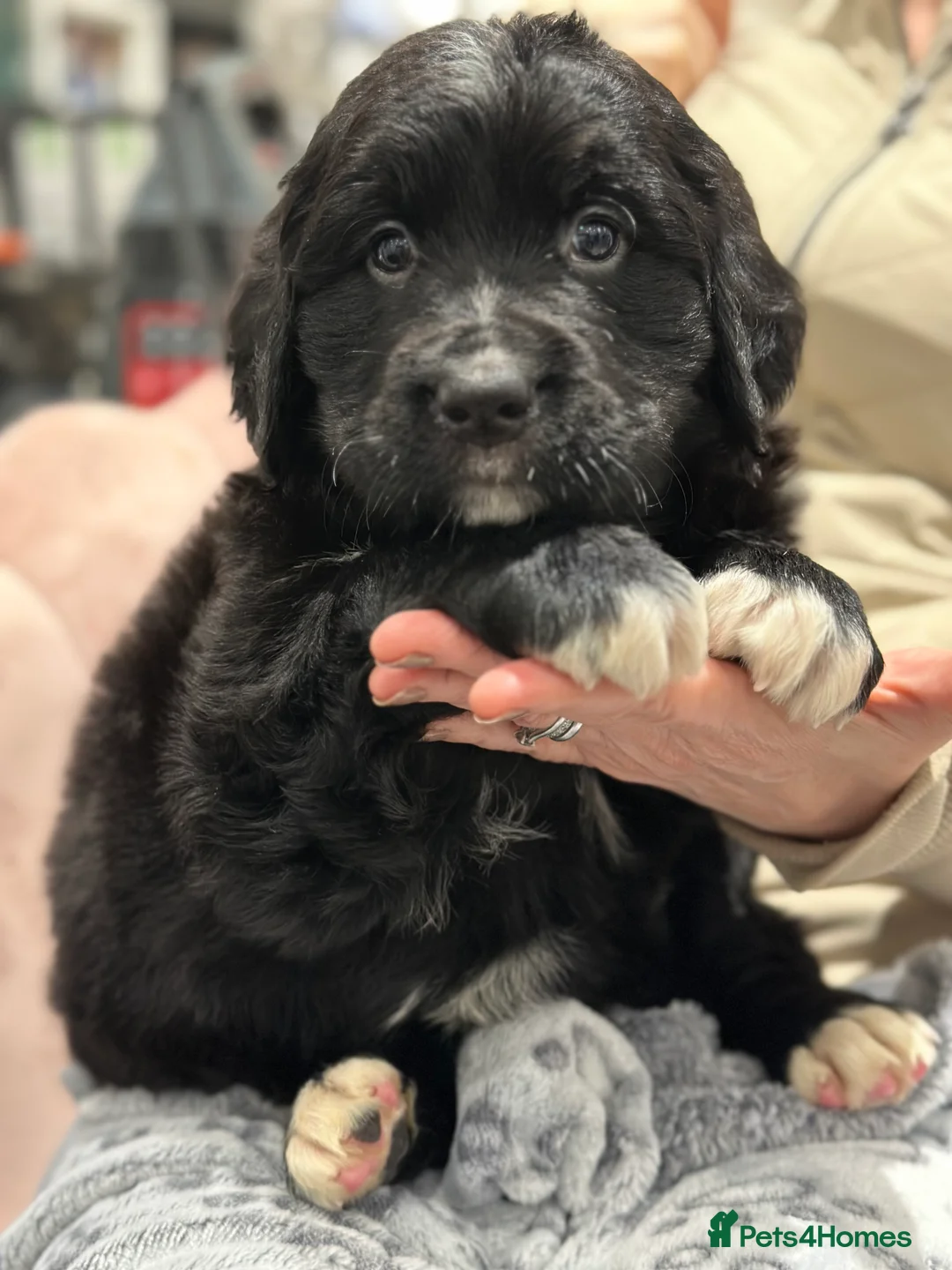 Bernese Mountain Dog dogs for sale: Wonderful litter of Golden Mountain Dogs - Advert 40