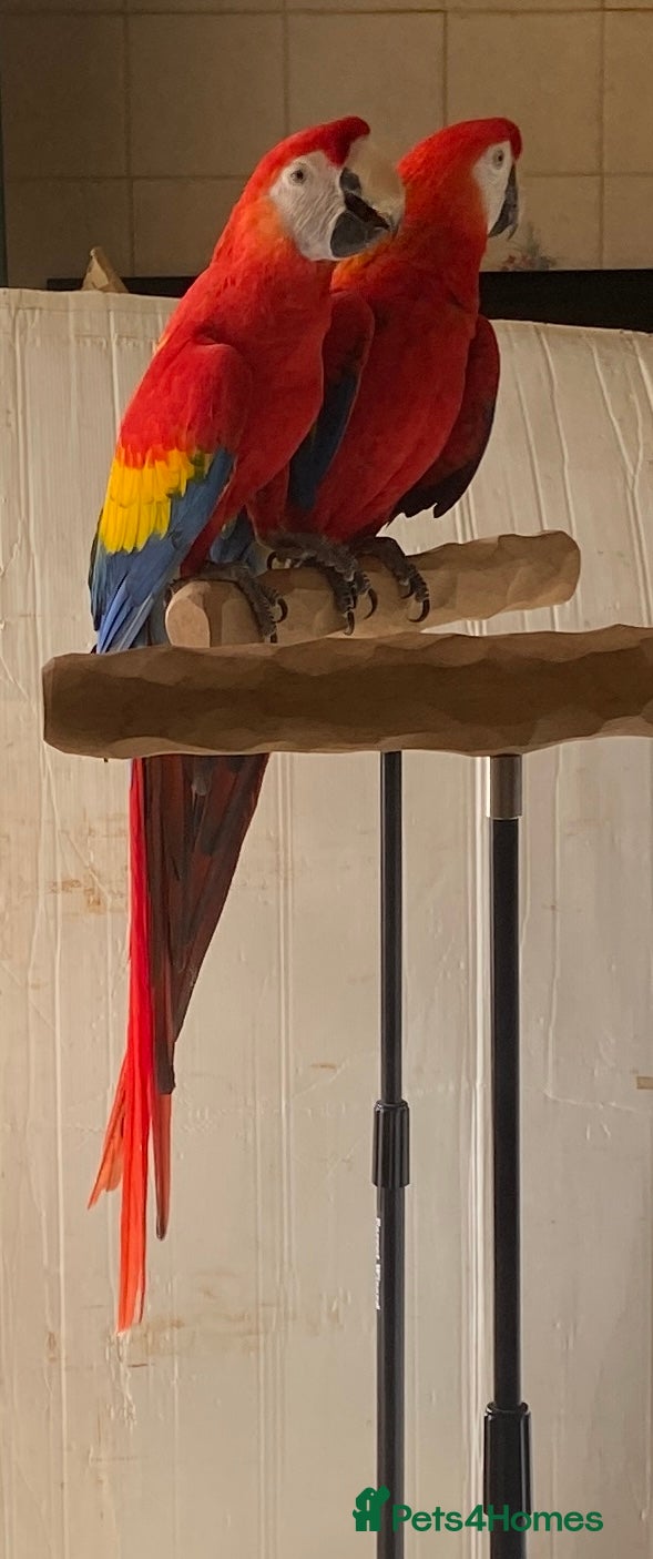 Macaws birds Pair of Scarlet Macaws - Advert 17