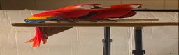 Macaws birds for sale: Pair of Scarlet Macaws - Advert 1