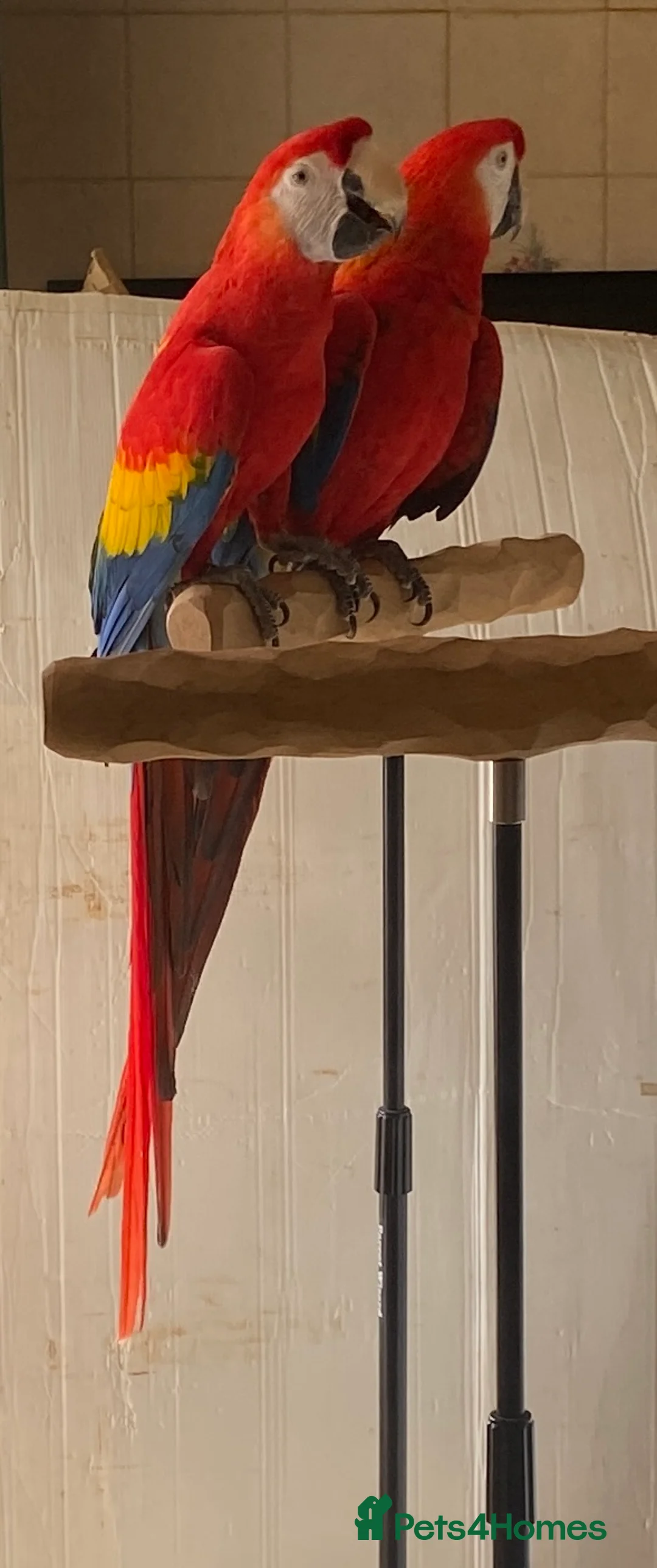 Macaws birds for sale: Pair of Scarlet Macaws - Advert 1