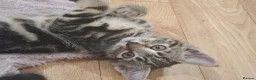 Mixed Breed cats for sale: 2 beautiful kittens left - Advert 7