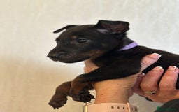 Mixed Breed dogs for sale: Chinese Red Dogs - Image 24