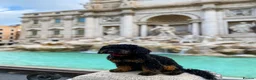 Cockapoo dogs for sale: Stunning Black & Brown Cockapoo Puppies! 🐾 in Leeds - Advert 4