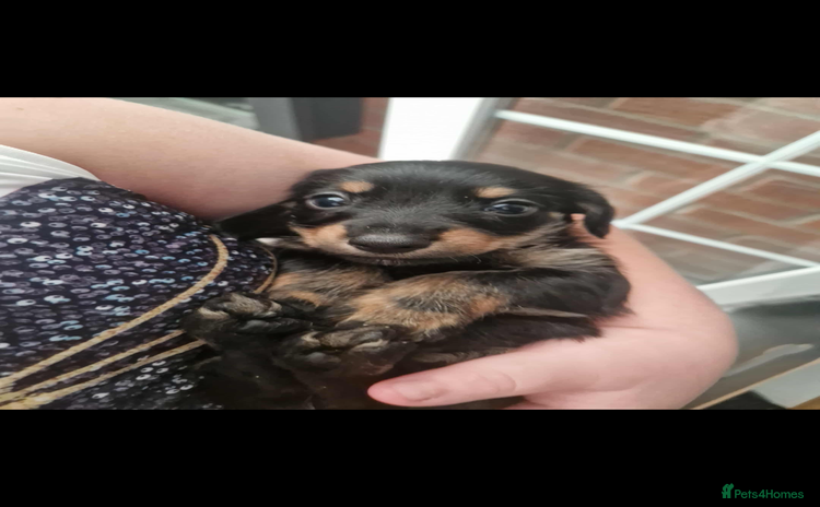 Dachshund dogs - Advert 12