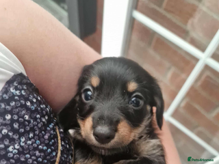 Dachshund dogs - Advert 36