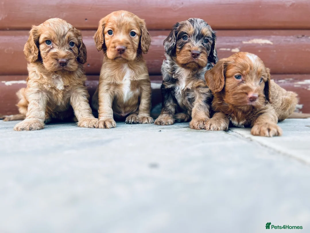 Cocker Spaniel dogs for sale: Stunning cocker spaniel puppies  - Advert 2