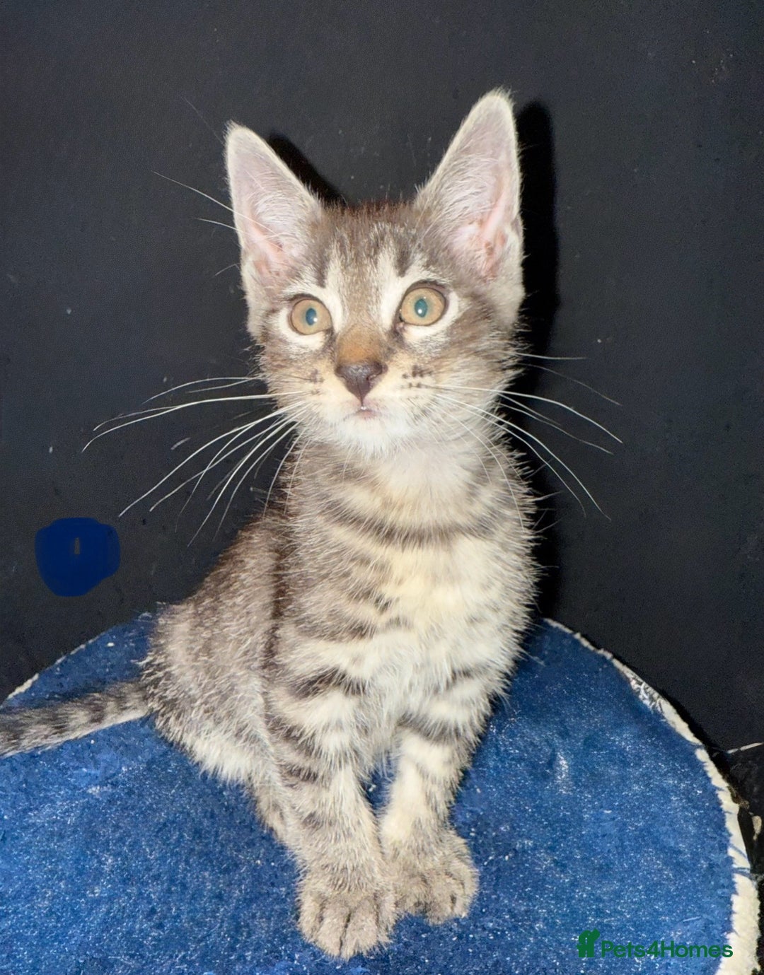 Mixed Breed cats for sale: 5 beautiful European short hair calico tabby’s  - Image 24