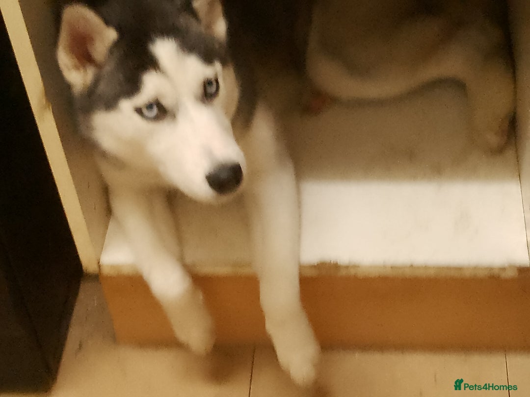 Siberian Husky dogs for sale: Beautiful Siberian Husky Puppy - Advert 22