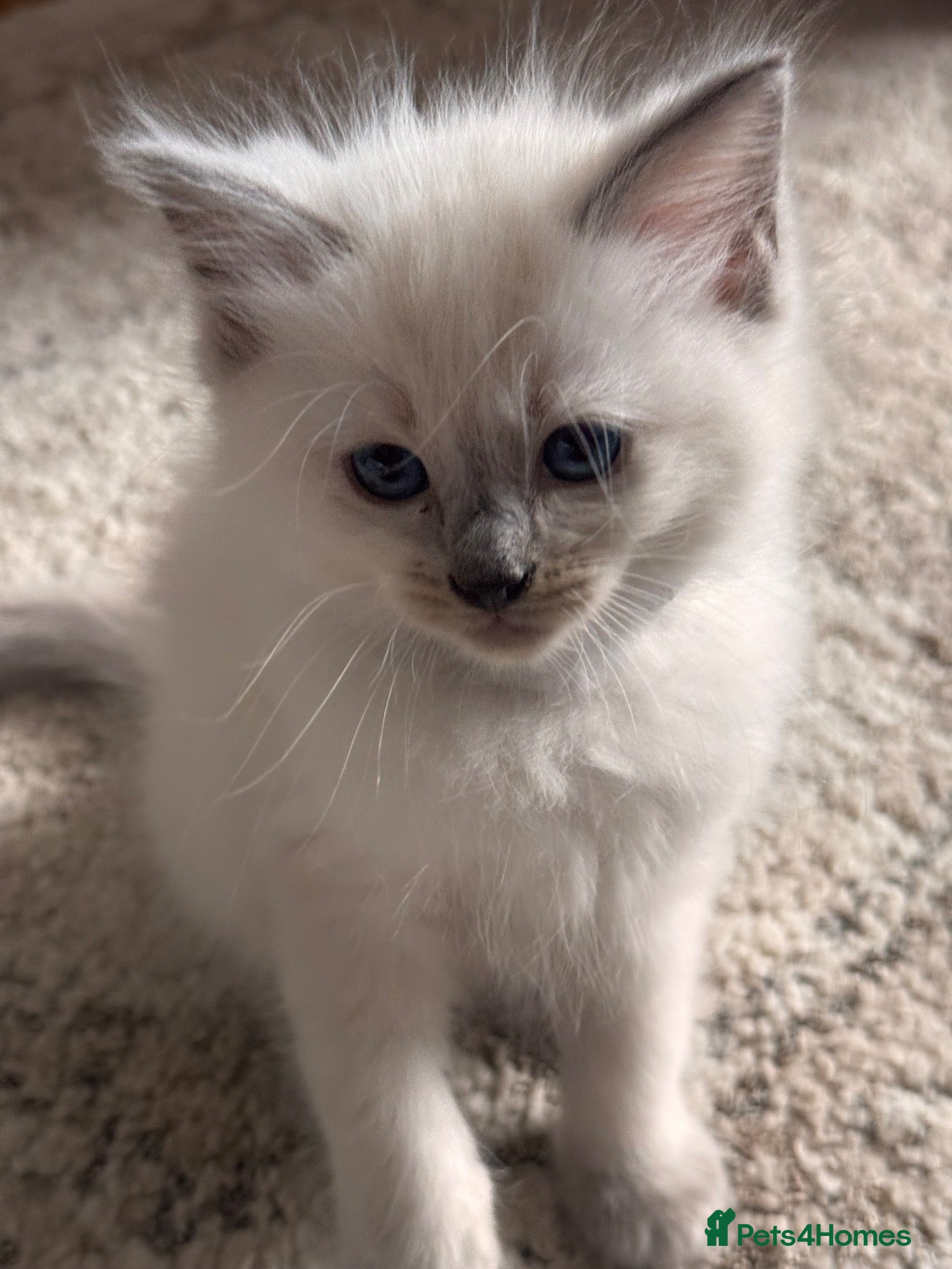 Ragdoll cats 🔹Last one 🩵Ragdoll kitten Boy🩵 Ready now🔹  - Advert 9