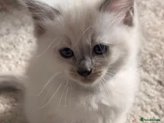 Ragdoll cats 🔹Last one 🩵Ragdoll kitten Boy🩵 Ready now🔹 - Advert 1