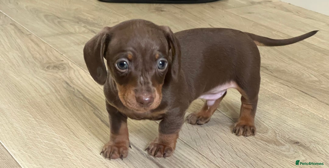 Miniature Dachshund dogs for sale: Last boy KC REG PRA CLEAR - Image 5