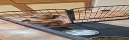 Miniature Dachshund dogs for sale:  Beautiful Mini dachshund   - Advert 20