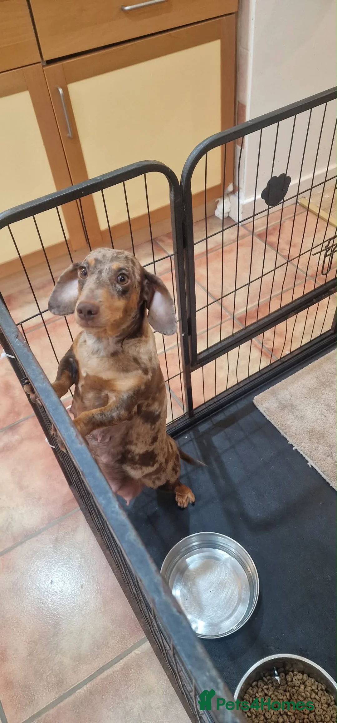Miniature Dachshund dogs for sale:  Beautiful Mini dachshund   - Advert 20