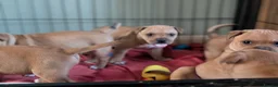 Staffordshire Bull Terrier dogs for sale: KC Red Staffords  - Advert 3