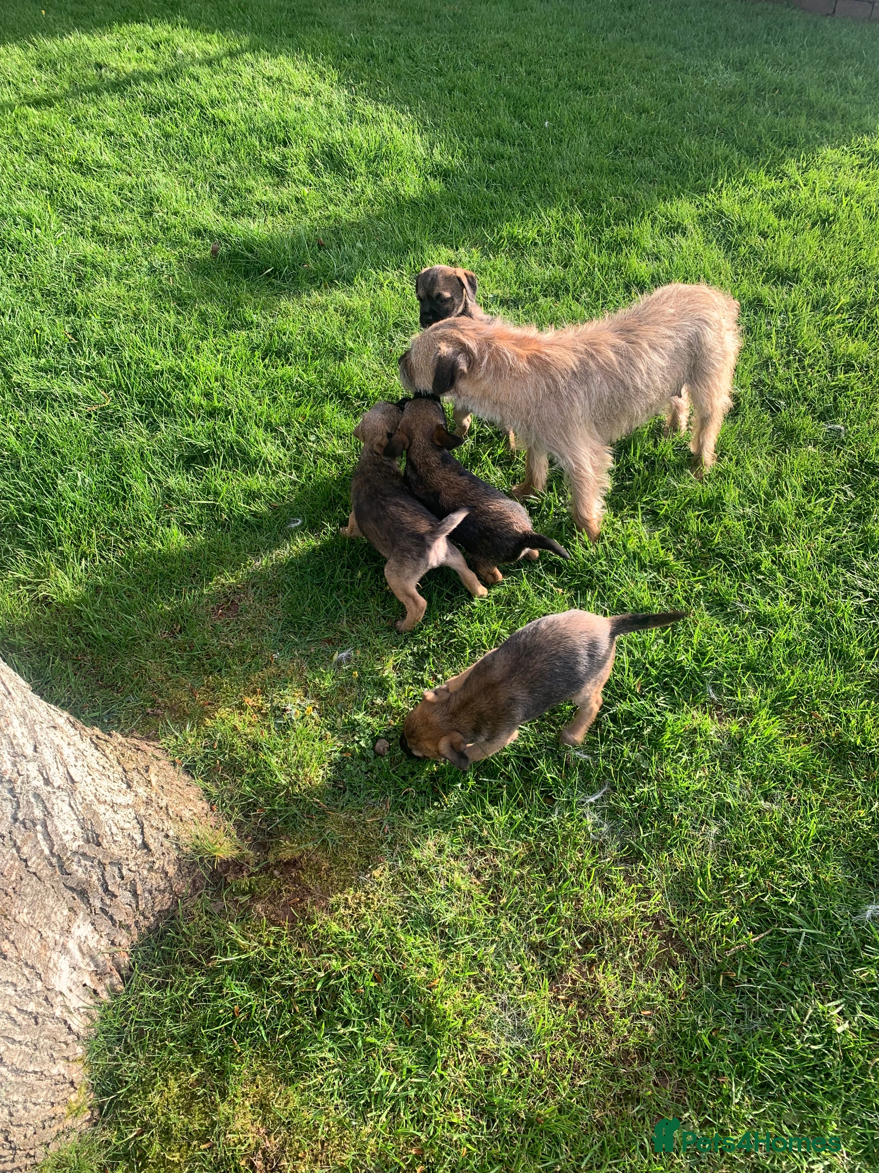Border Terrier dogs Border Terrier KC reg SLEM Clear puppies  - Advert 1