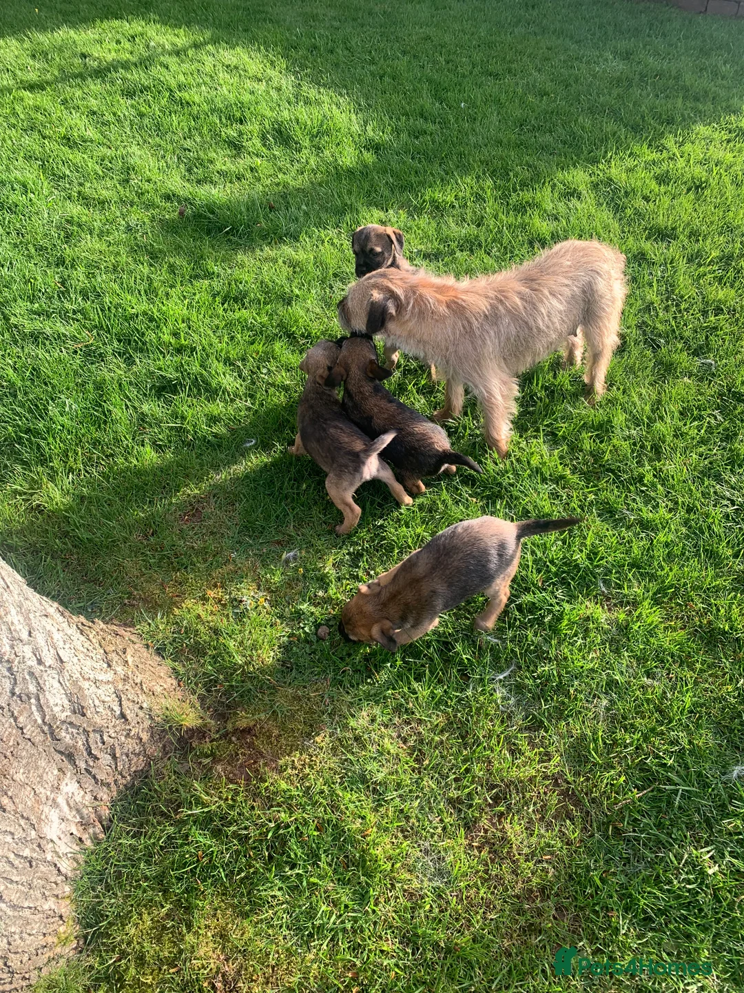 Border Terrier dogs for sale: Border Terrier KC reg SLEM Clear puppies  in Brecon - Advert 1