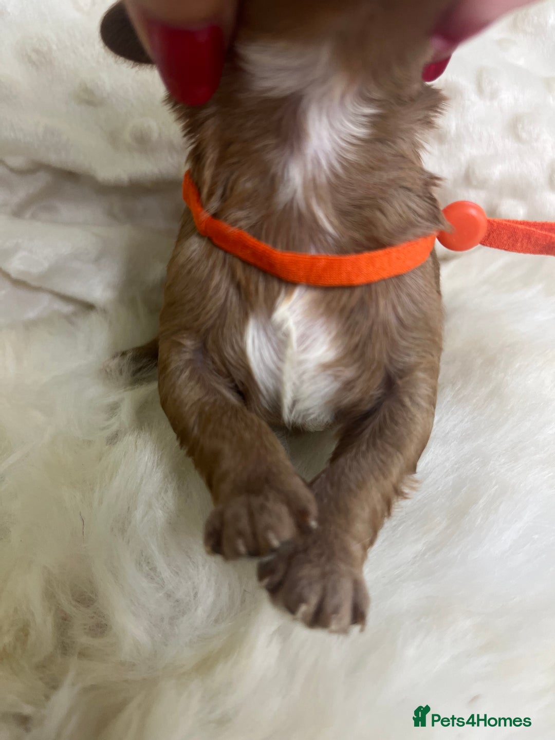 Cavapoo dogs for sale: Top Class Extensively tested F1b Toy Cavapoo pups - Image 17