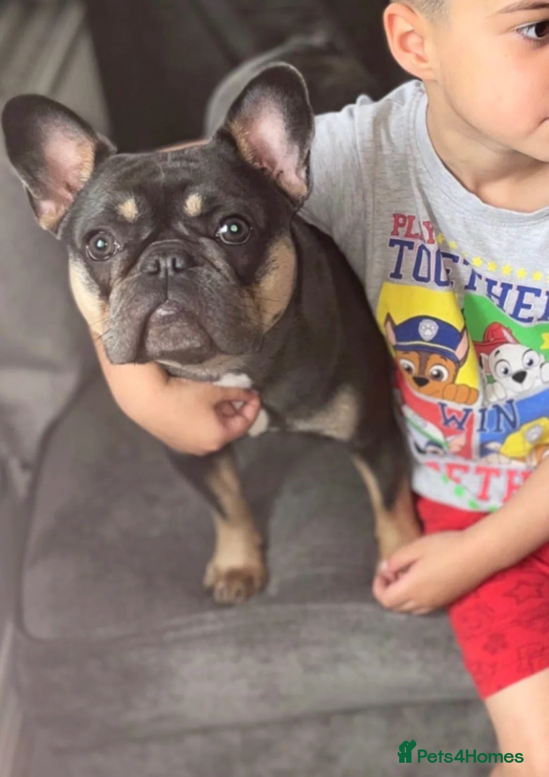 French Bulldog dogs for sale: 4 year old female French bulldog  in Tarporley - Advert 2
