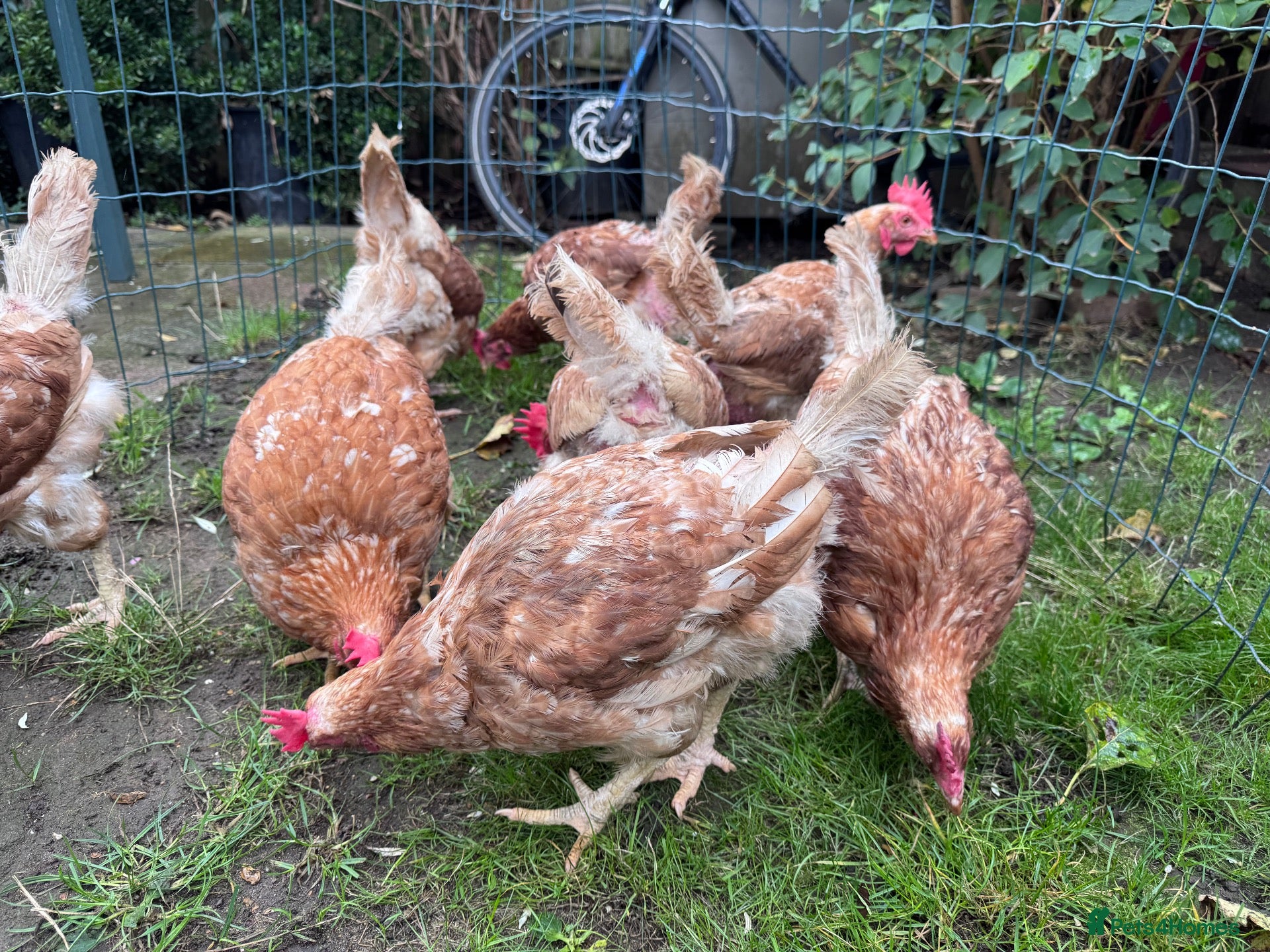 Chickens poultry for sale: Chicken for sale  - Advert 14