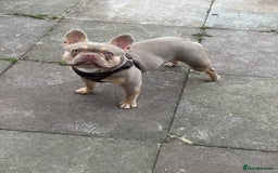 French Bulldog dogs for sale: Isabella Breed - Image 3