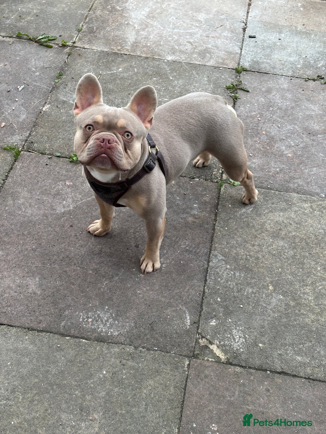 French Bulldog dogs for sale: Isabella Breed - Image 3