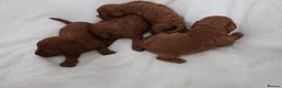 Cavapoo dogs for sale: 4 beautiful red cavapoo puppies available  - Advert 6